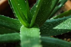 7 Natural Remedies for Low Libido You Must Try Today