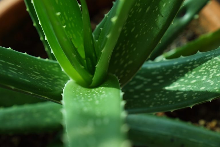 7 Natural Remedies for Low Libido You Must Try Today