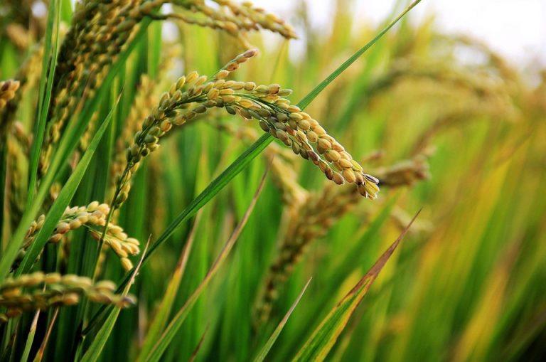7 Natural Remedies to Silence Tinnitus Today!