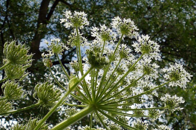 7 Natural Remedies to Soothe Bladder Irritation Fast