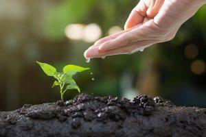 7 Natural Supplements to Boost Your Vitality Today