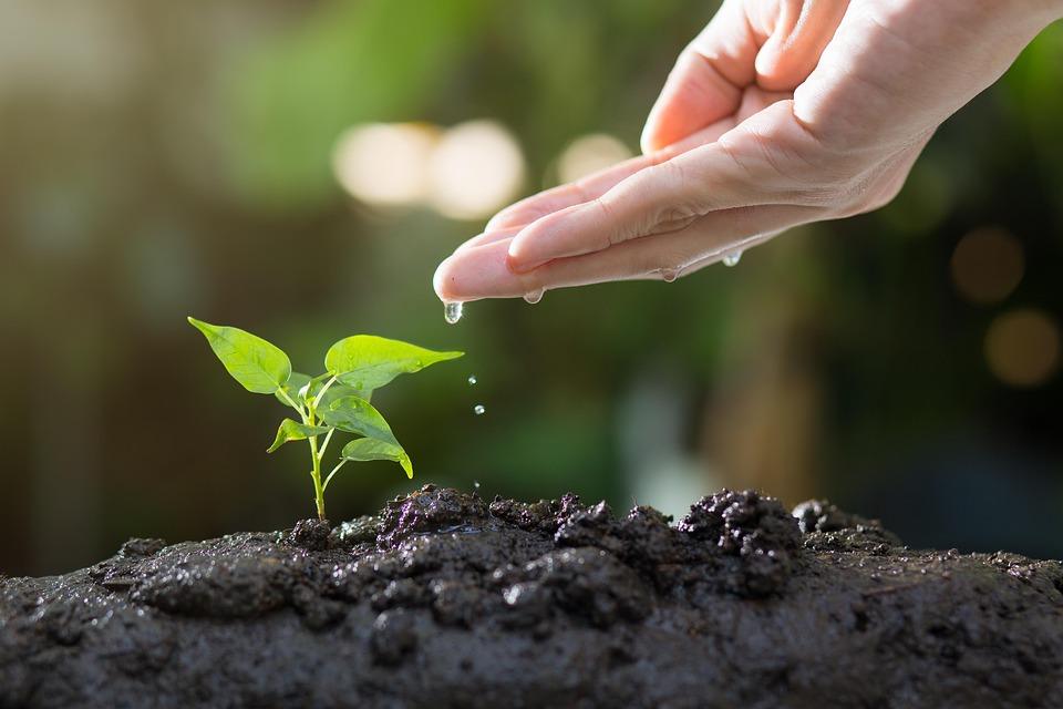 7 Natural Supplements to Boost Your Vitality Today