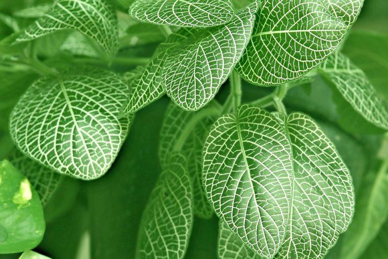 7 Natural Ways to Boost Your Auditory Nerve Health