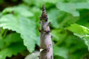 7 Natural Ways to Lower Your A1C Levels Fast