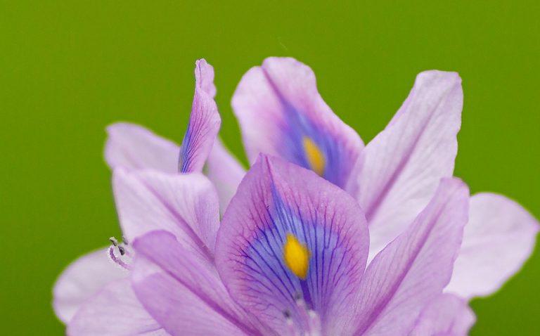 7 Plant-Based Hacks for Ultimate Wellness Today