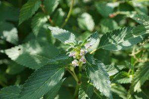 7 Plant-Based Remedies for a Healthy Bladder Today!