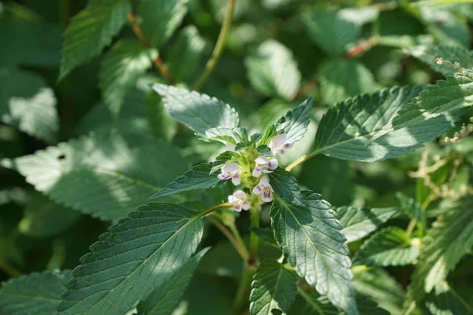 7 Plant-Based Remedies for a Healthy Bladder Today!