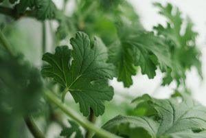7 Plant Medicines That Can Transform Your Health Today