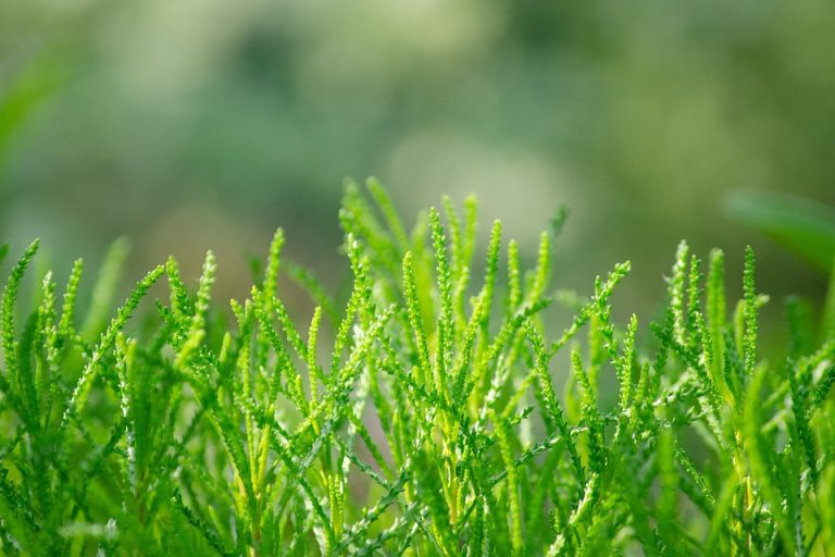 7 Powerful Herbs for Lowering Your A1C Naturally