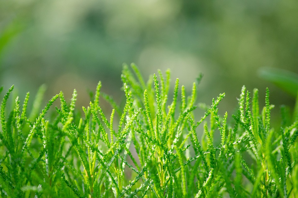 7 Powerful Herbs for Lowering Your A1C Naturally