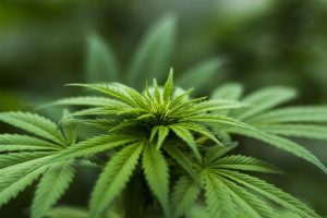 7 Powerful Herbs to Boost Your Wellness Routine Today