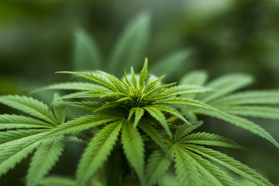 7 Powerful Herbs to Boost Your Wellness Routine Today
