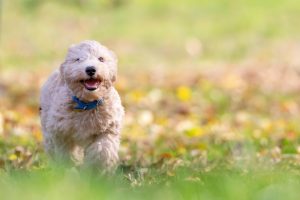 7 Proven Tips for Instant Dog Anxiety Relief Today