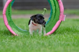 7 Puppy Socialization Tips Every Owner Must Know!