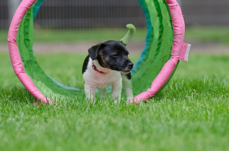 7 Puppy Socialization Tips Every Owner Must Know!