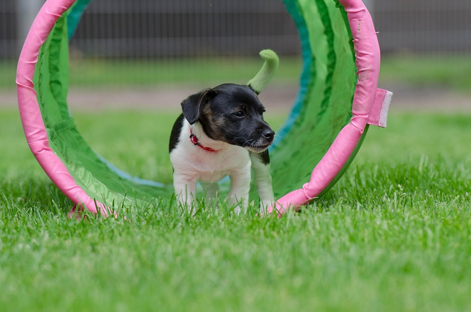 7 Puppy Socialization Tips Every Owner Must Know!