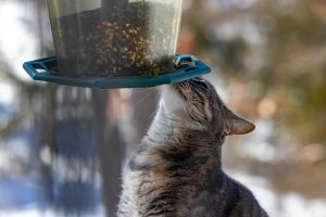 7 Reasons Automatic Pet Feeders Will Change Your Life