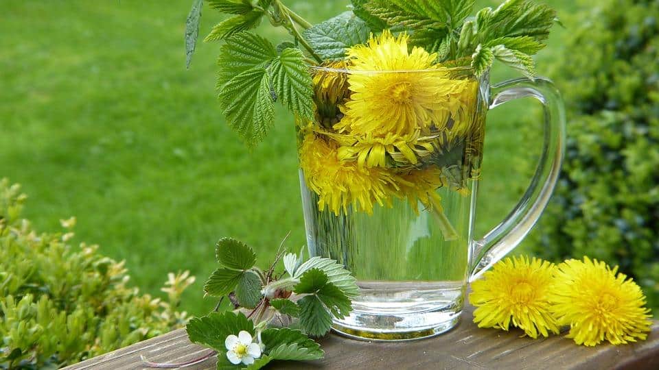 7 Reasons Dandelion Detox Tea Will Change Your Life