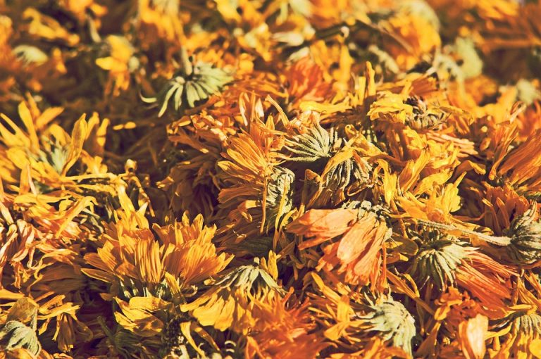 7 Reasons Dandelion Detox Tea Will Transform Your Health