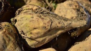 7 Reasons Dandelion Root Tea Boosts Blood Sugar Balance