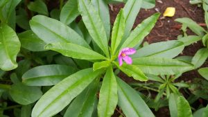 7 Reasons Ginseng Energy Tea Boosts Your Day