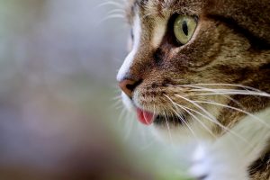 7 Reasons Natural Cat Food Will Transform Your Cat’s Health