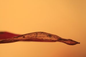 7 Reasons Pure BHB Salts Will Transform Your Energy Levels