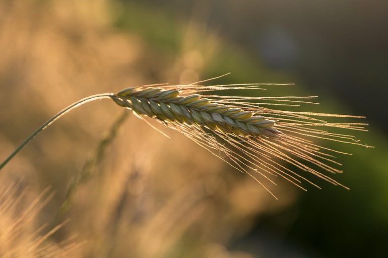 7 Reasons You Need Bioactive Ear Support Today!