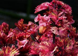 7 Surprising Benefits of Coleus Forskohlii Extract
