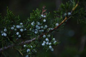 7 Surprising Benefits of Juniper Berry Tea You’ll Love