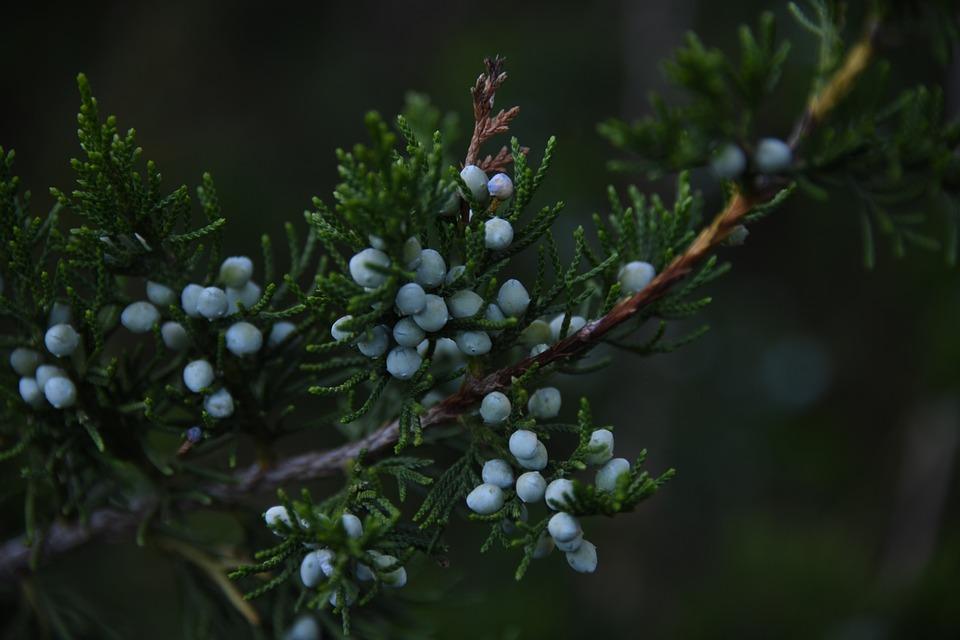 7 Surprising Benefits of Juniper Berry Tea You’ll Love