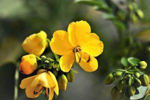 7 Surprising Benefits of Senna Detox Tea You Need to Know
