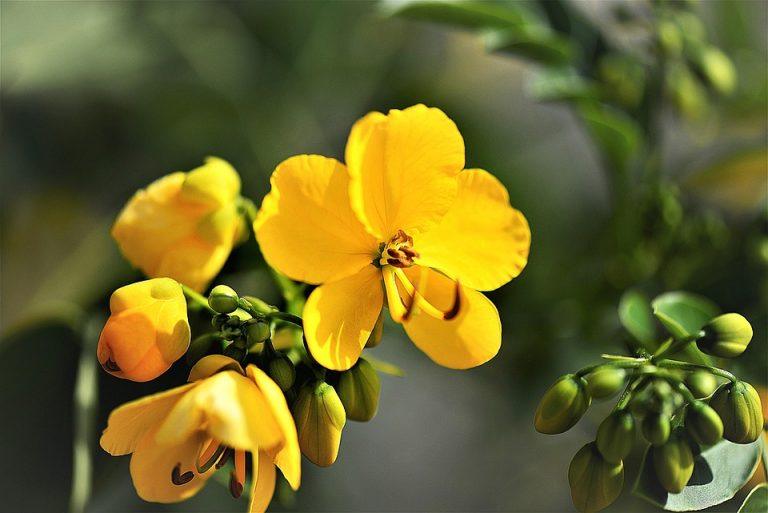 7 Surprising Benefits of Senna Detox Tea You Need to Know
