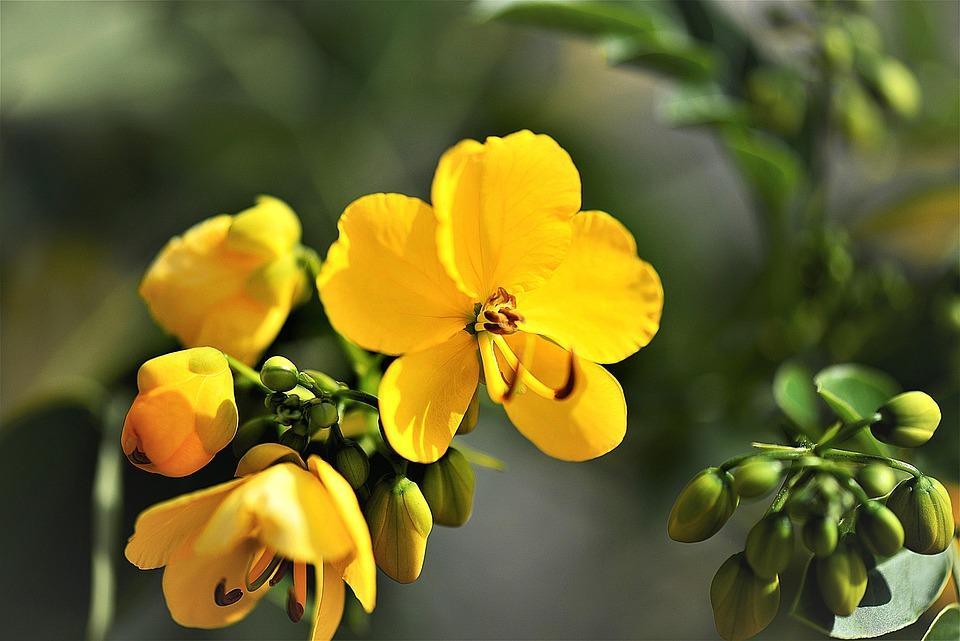 7 Surprising Benefits of Senna Detox Tea You Need to Know