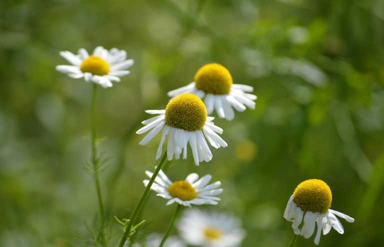 7 Urinary Tract Calming Herbs You Need to Try Today