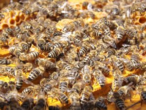 7 Ways to Reduce Ear Buzzing Naturally at Home