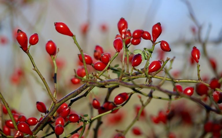 7 Ways to Stop Herpes Itching Naturally at Home