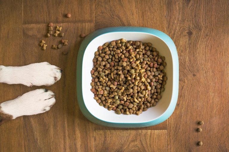 7 Essential Tips for Perfect Pet Nutrition Advice