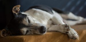 7 Essential Tips for Senior Dog Care You Must Know