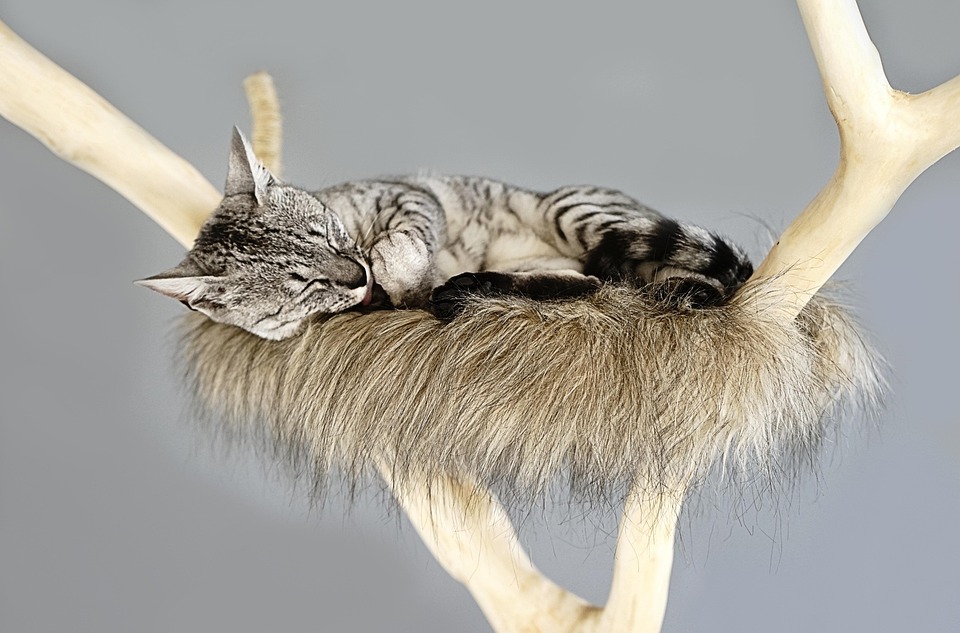 7 Must-Have Cat Scratching Posts for Happy Kitties